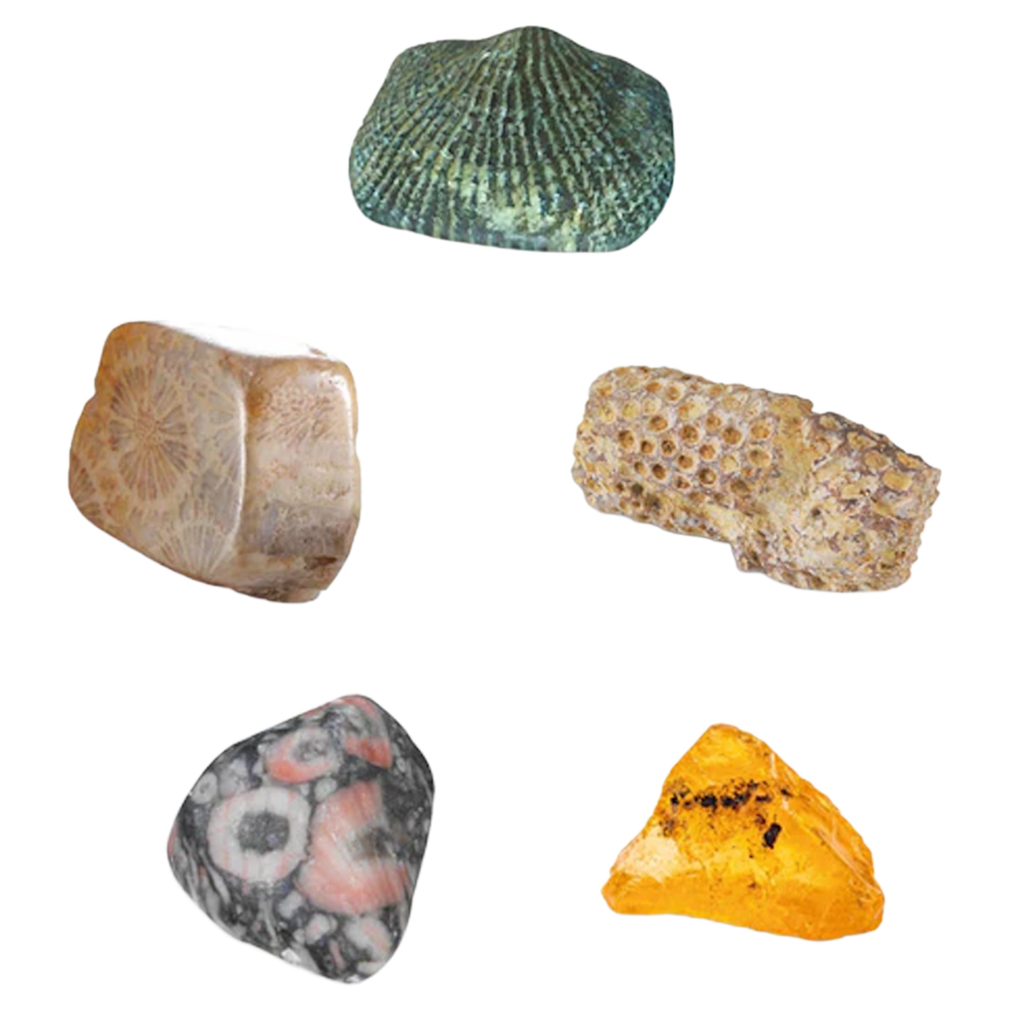 Thames & Kosmos I Dig It! Fossils - Real Fossils Excavation Kit - Image 3